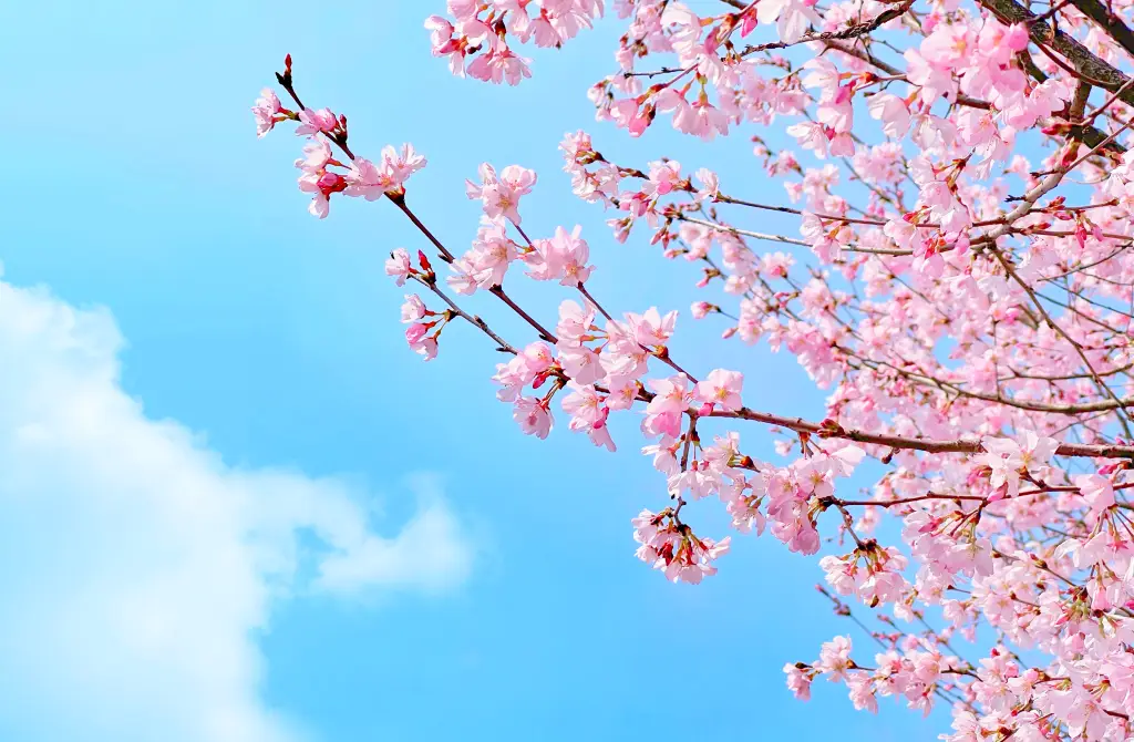 일본의 국화 사쿠라 벚꽃에는 무슨 뜻이 있을까